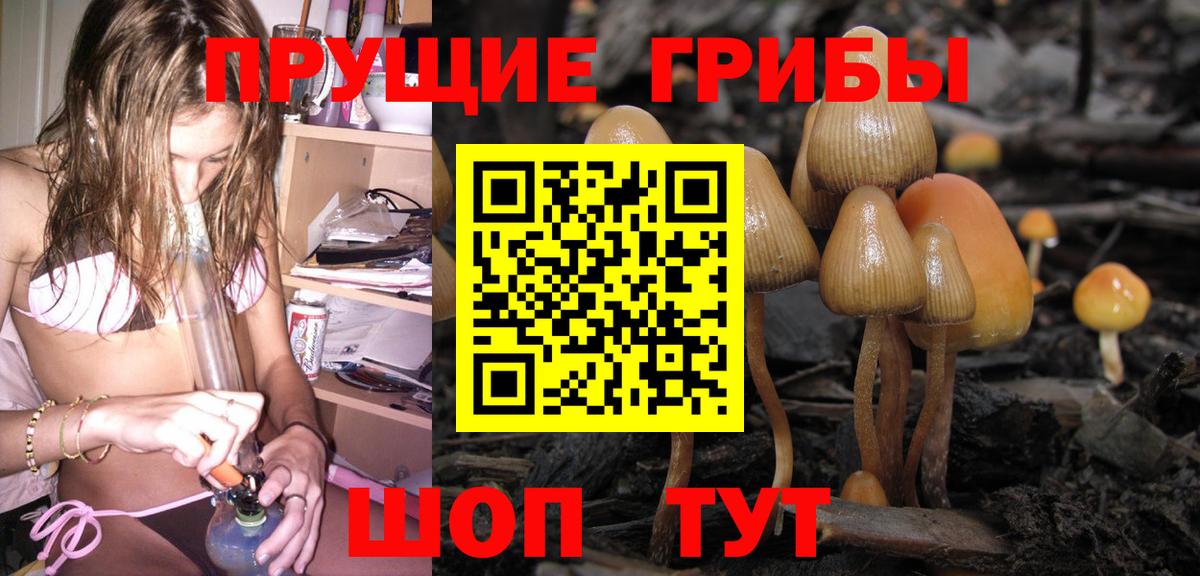 Галлюциногенные грибы Psilocybine cubensis Богданович